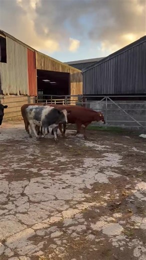 Morgan Evans - Gaerwen Auction Centre on Reels