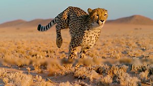 54K views · 1.2K reactions | Running of Cheetah: No acceleration, real running speed #cheetah #running #speed | Africa Journey Nature Experience | Facebook