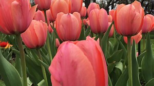 Send us your flower photos!