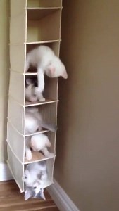 2.6K views · 122 reactions | Kitten Condo for the win  | Kitty Kick Stix - Catnip toy | Facebook