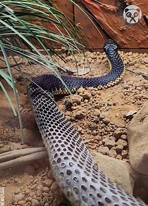 Tiger snake shedding its skin | Lady Panda