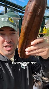 Luffa is one of the most rewarding plants we've ever grown in the garden. You can eat it when young, let it climb all over your garden for a beautiful aesthetic, AND harvest it when it matures, cut it up, and use as a scrub brush or shower sponge. The trick to growing luffa is to start it early indoors. The seeds are large and hard, so clipping or scraping a TINY bit of the edge will help moisture get inside the seed and speed up sprouting. Once sprouted, transplant outside when there is NO risk