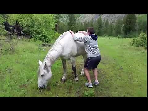 Guy Gets Bucked Off Trying to Mount Wild Horse - 1014626
