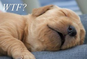 When dogs sleep apricot | Animals Funny