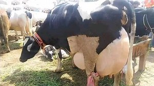 ............‎‎بسْــــــــــــــــــمِﷲِ الرَّحْمَنِ اارَّحِيم........ #وَتُعِزُّمَن_تَشَاءُوَتُذِلُّ_مَن_تَشَاء مزید معلومات کے لیے رابطہ کر سکتے ہیں بہت شکریہ۔ Biggest Red Elephant Bull of Rehan Cattle Farm Karachi Collection Qurbani 2022 Biggest Bulls of Every Breed in the Worl dairy farming business, dairy farming tips, dairy farming shed design, dairy farming australia, dairy farming america, dairy farming app, dairy farming and milk processing, dairy farming buffalo, dairy farming basics, d