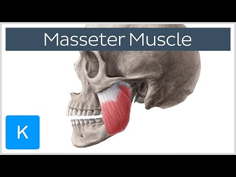 Masseter Muscle: Origin, Insertion, Innervation & Function - Anatomy | Kenhub