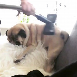 26K views · 808 reactions | @ingolf_the_pug is enjoying his deshedding. We need to start doing this! ..... Bark at us! www.jointhepugs.com · · · · #dogsofinstagram #desheddingglove #petsofinstagram #furkids #pug #puglove #doggrooming #pugsofig #grooming #desheddingtool #desheddingtreatment #fur #pugloversclub #pugsofinstagram #puglife #furry #pugstagram #pugs #furbaby #pets #pugsnotdrugs #dogsofinsta #deshedding #instapug #ilovemypug | Join the Pugs | Facebook