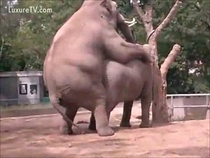 Animales golosos hambrientos de sexo