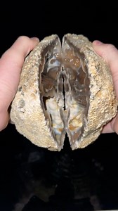 Best fossil coral we’ve ever posted?? It’s crazy how the colors of agate are in each pocket of this coral geode. It’s uncommon to find agatized coral heads like this, and many times they can have holes which can leak water into them and prevent colors showing up. That’s why we look for fully sealed pieces like this one; however, you really never know what will show up inside. Found and cut by @coralgeodes .#SHRKco #LinkInBio #coral #agate #fossil #ancient #ocean #reef #crystal prehistoric #coral