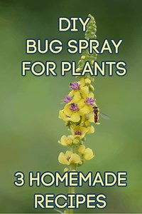 Homemade Bug Spray for Plants