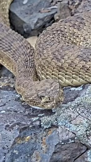 WE ARE LIVE! Visit RattleCam.org daily to see when the first snakes appear on the Colorado cam this spring. This live-stream is brought to you almost entirely by donor funding, which is increasingly important for ensuring research opportunities and bringing science to the public. We are thrilled to announce our official fundraiser launch for RattleCam 2026 on Timber Rattlesnakes in Pennsylvania! If you want to watch THREE simultaneous live-streams in 2026 (Pennsylvania, Colorado, California), pl