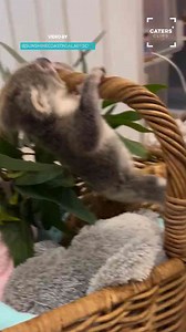 Orphaned koalas comforted by soft toy surrogates