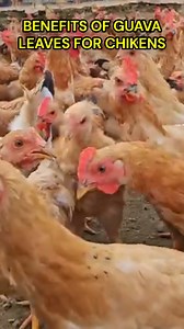 251K views · 4.5K reactions | Guava leaves have shown promising benefits in poultry health, especially as a natural alternative to synthetic antibiotics. #followersreelsfypシ゚viralシfypシ゚viralシ #farmingideas | Farming Ideas | Facebook