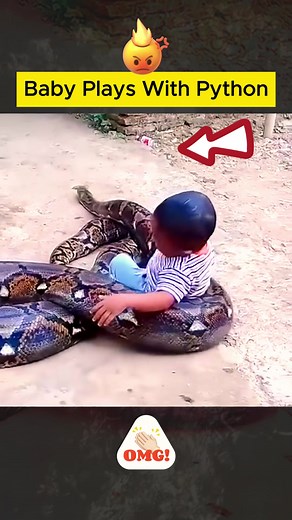 Baby plays with Python #baby #python #animals #wildlife #animalworld #vairalvideo #fyp