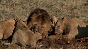 Lion Pride Eat Kill Female Lioness Stock Footage Video (100% Royalty-free) 571447 | Shutterstock