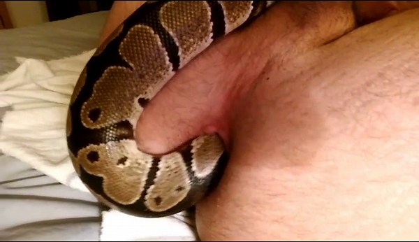 Big snake fucking a horny gay man