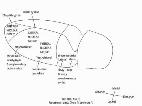 The Thalamus - Draw it to Know it - Neuroanatomy Tutorial