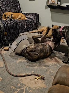 9.5K views · 231 reactions | Muppet is a dork 藍藍 #dork #goofy #back #scratch #ititches #cone #christmas #happy #bullybeds #presacanario #realpresa #cabezagrande #preservationbreeder | Jen Chandler Cabeza Grande Kennel | Facebook