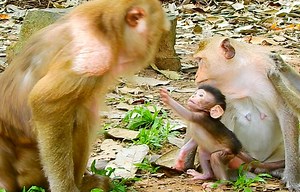 Really clever newborn baby Bean touch request pigtails Cara help hug grooming | Monkey Mister