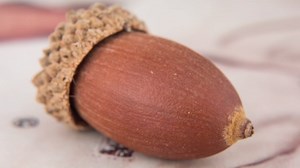 PROfezzion 58mm Close-Up Filter (+8) Macro Lens Filter with Lens Filter Pouch for Canon EOS Rebel T7 T8i 90D with EF-S 18-55mm /Fuji XF 18-55mm & Other Lenses with 58mm Filter Thread