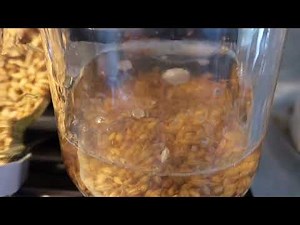 Growing Barley sprouts