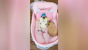 我在家里睡就不会被打扰了！_高清1080P在线观看平台_腾讯视频