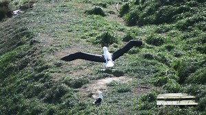 Wobbly wings! 😁 One of the chicks getting in some wing stretches yesterday afternoon - look at her little run! She's a wee bit wobbly but giving it a good go! 🤍 just behind her is a black-backed gull, the largest species of gull in NZ with a 1 metre wingspan (only a third of the albatross wingspan!). Maybe he's trying to give some flying tips 😉 17 chicks have fledged from the headland now and have begun their big journey, but we still have 16 here yet to leave 🌏 couple more weeks and they'll