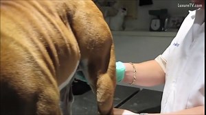 A veterinarian makes a dog ejaculate