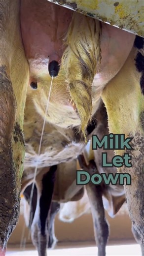 What actually makes a cow let down her milk? It’s not just about the machine or milker. There are natural triggers involved too. 👉 Did you know this? Would you like to know the other reasons cows let down milk? Drop your thoughts in the comments! #milkletdown #dairy #cows #dairydoc #dairykind | Dairy Doc