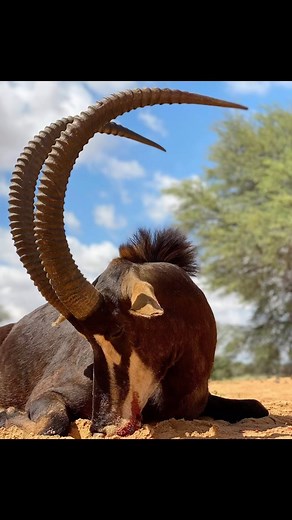 #optics #ontargetunderbudget | LUCID Optics