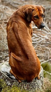 Rhodesian ridgeback #rhodesianridgeback | PAW POINT UK