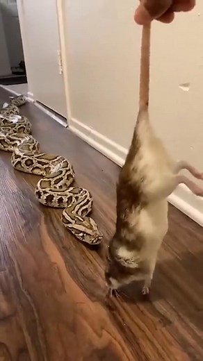 Who noticed that the rat was still alive? #python #snakes #Dangerous | Pranks and Updates