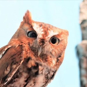 16 reactions | Sound on  . Dylan, an Eastern screech owl, spends his evenings trilling. Screech owls make this particular vocalization to communicate with mates and to defend their territory 黎 . . #owl #easternscreechowl #screechowl #owlsome #owlsofinstagram #sound #trill #bird #birdcall #video #soundon #raptor #ABEF #Haines #Alaska #stayhome | American Bald Eagle Foundation | Facebook