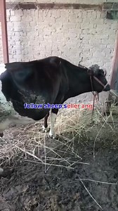 7.1K views · 113 reactions | 6005345029. Asalamualaikum hope all friends are fine 4th lactation cow is looking for new home at DEETHU ANG 10kg milk present Call him for more details 6005345029 #cows #post #viralvideochallenge #viralreelschallenge Follow sheep seller ang For ADD PROMOTION CONTACT 77808 37312 Thanks to all brothers who support  ❤️   | sheep seller ang | Facebook