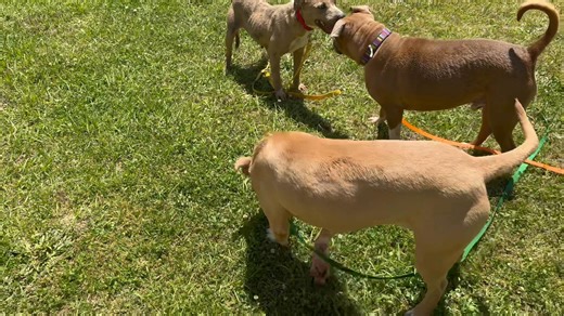 2.6K views · 106 reactions | Welcome Chick to our adoption center. She is around 9 months and very shy at this time. I bet by next week she will be joining all the fun in our new play groups. She is shy but very sweet. Please call Elvin for more info 478 972 4975 or You may also apply online https://bibbsheriff.us/animal-services/adoption/ | Bibb County Sheriff's Office Animal Services | Facebook