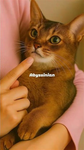 Born to Explore – Meet the Abyssinian Cat 🌍🐾 | Hug My Cat