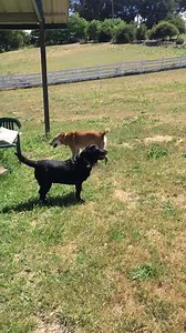 Presenting the Perfect Blonde Bailey & Marvelous Ms Myra... both at Lily's Legacy (CA) www.lilyslegacy.org #baileythelab #beautifulbailey #myratheblacklab | Lily's Legacy Senior Dog Sanctuary