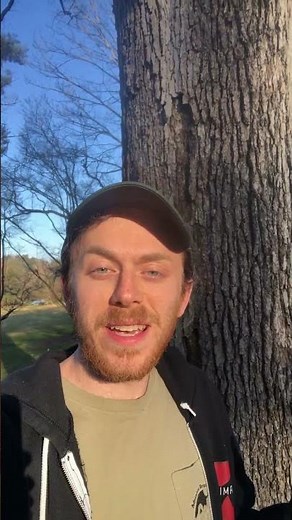 This disease causes smooth patches on oak trees!