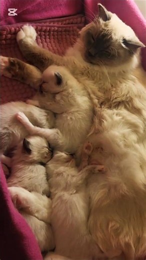 Cuddle Pile 😺💤.