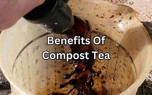 Top Benefits of Compost Tea Gardening - Simplify Gardening