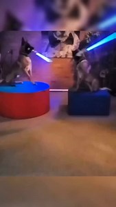 598 reactions · 7 comments | The Belgian Malinois: Uncovering the Truth Behind Their Service and Treatment | Petsux | Facebook