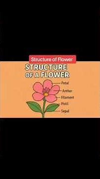 Dissection of Flower 🌺|| Parts of Flower|| Explained Step by Step