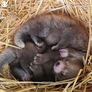 AW: Two baby red pandas were seen cuddling with their mom at the Whipsnade Zoo in England recently. The zoo announced the cubs were born on June 25 and weighed only about four ounces. Red pandas are considered an endangered species with only approximately 10,000 left in the wild, according to the International Union for Conservation of Nature. | CBS 58