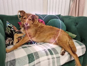 Doggie Holiday Homes on Reels