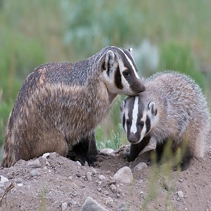 3.6K views · 18 reactions | Badger mom and kit at their den | Every Animal | Facebook