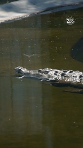 16K views · 226 reactions |  Estos grandes reptiles del QuitoZoo recibieron una revisión veterinaria completa. 喙 | Fundación Zoológica del Ecuador | Facebook