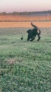 64K views · 3K reactions | Pandai layan budak2.. | Dunia Kucing Malaysia | Facebook