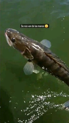 Lucioperca voladora😲 #pesca #lucioperca #bofishing