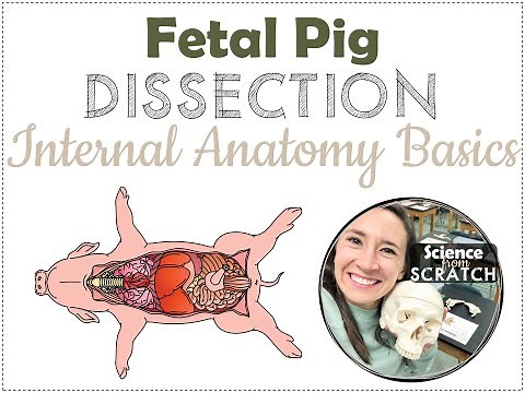 Fetal Pig Dissection 2 - Internal Basics