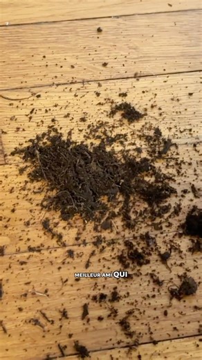 Potting soil VS robot vacuum cleaner… who wins?